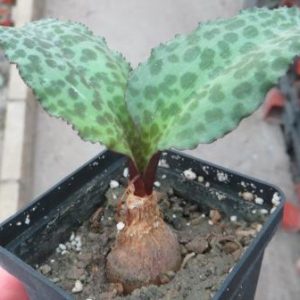 drimiopsis atropurpurea