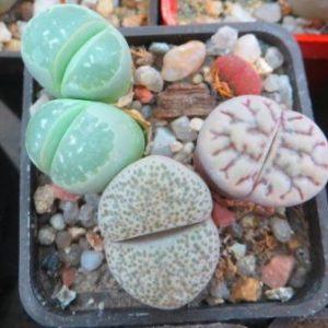 Lithops mix