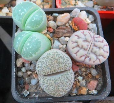Lithops mix