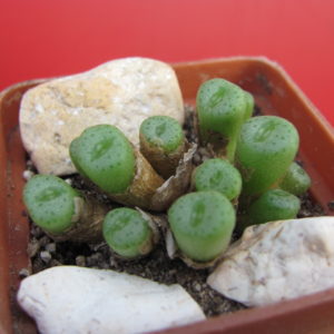 Conophytum  aureiflorum