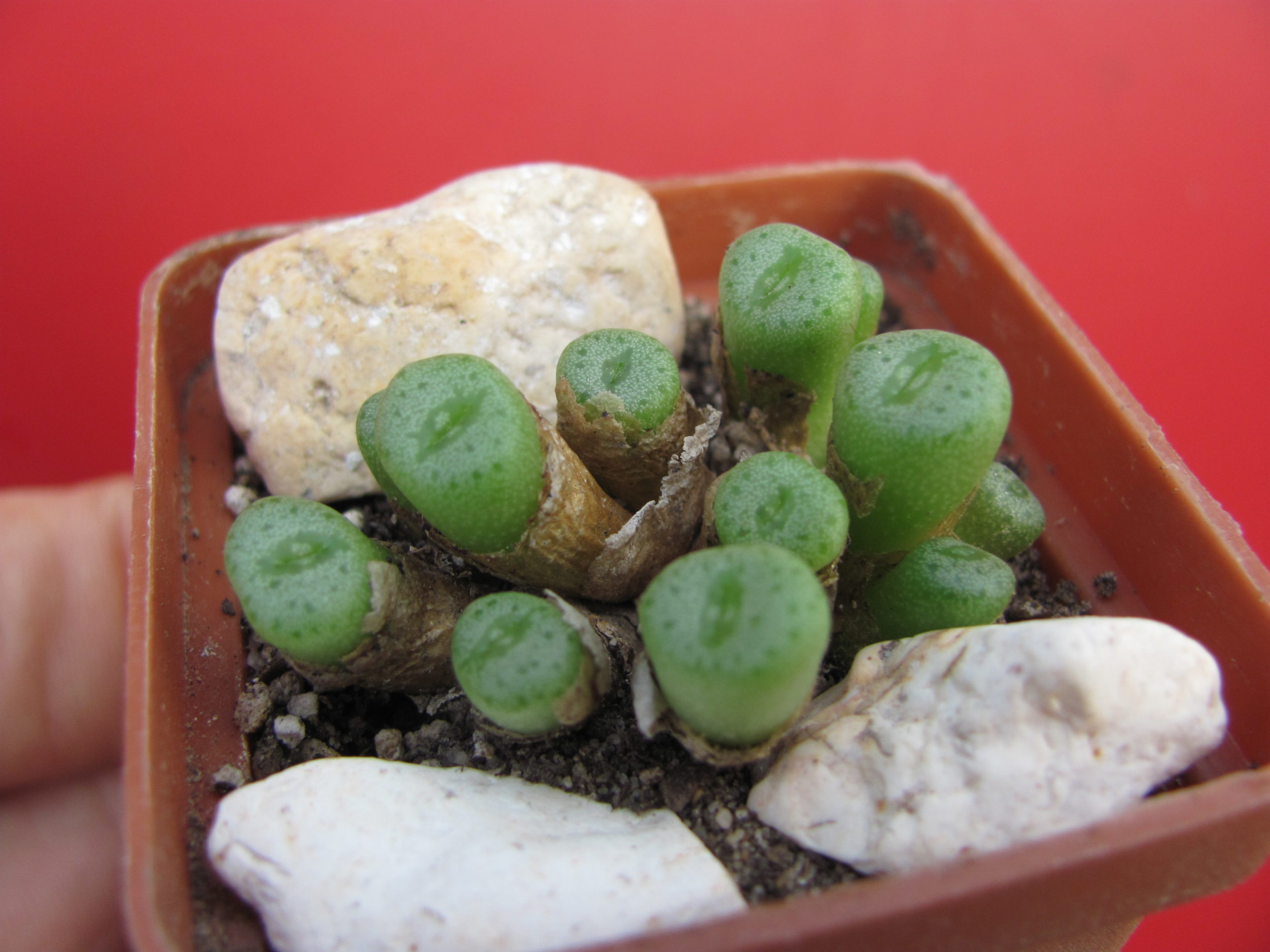 Conophytum aureiflorum
