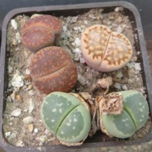 Lithops mix