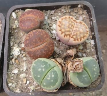 Lithops mix
