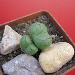 Conophytum ficiforme