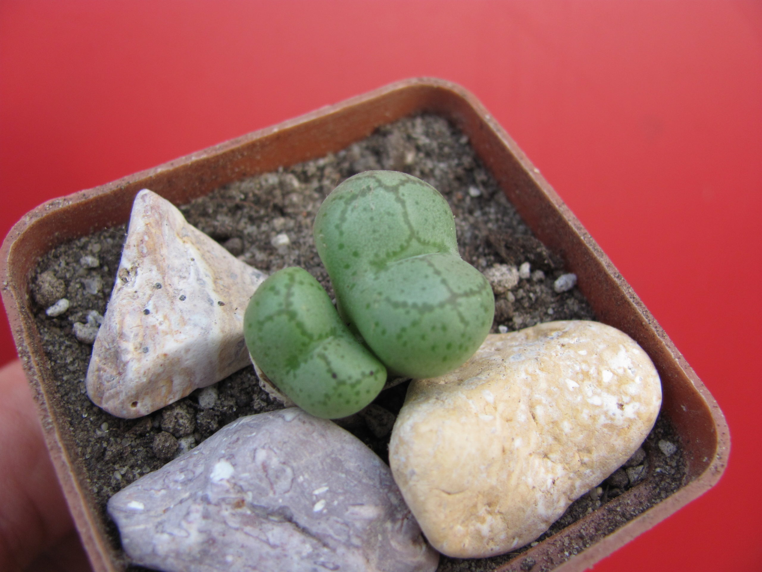 Conophytum ficiforme