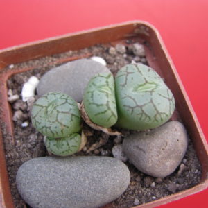 Conophytum   minimum