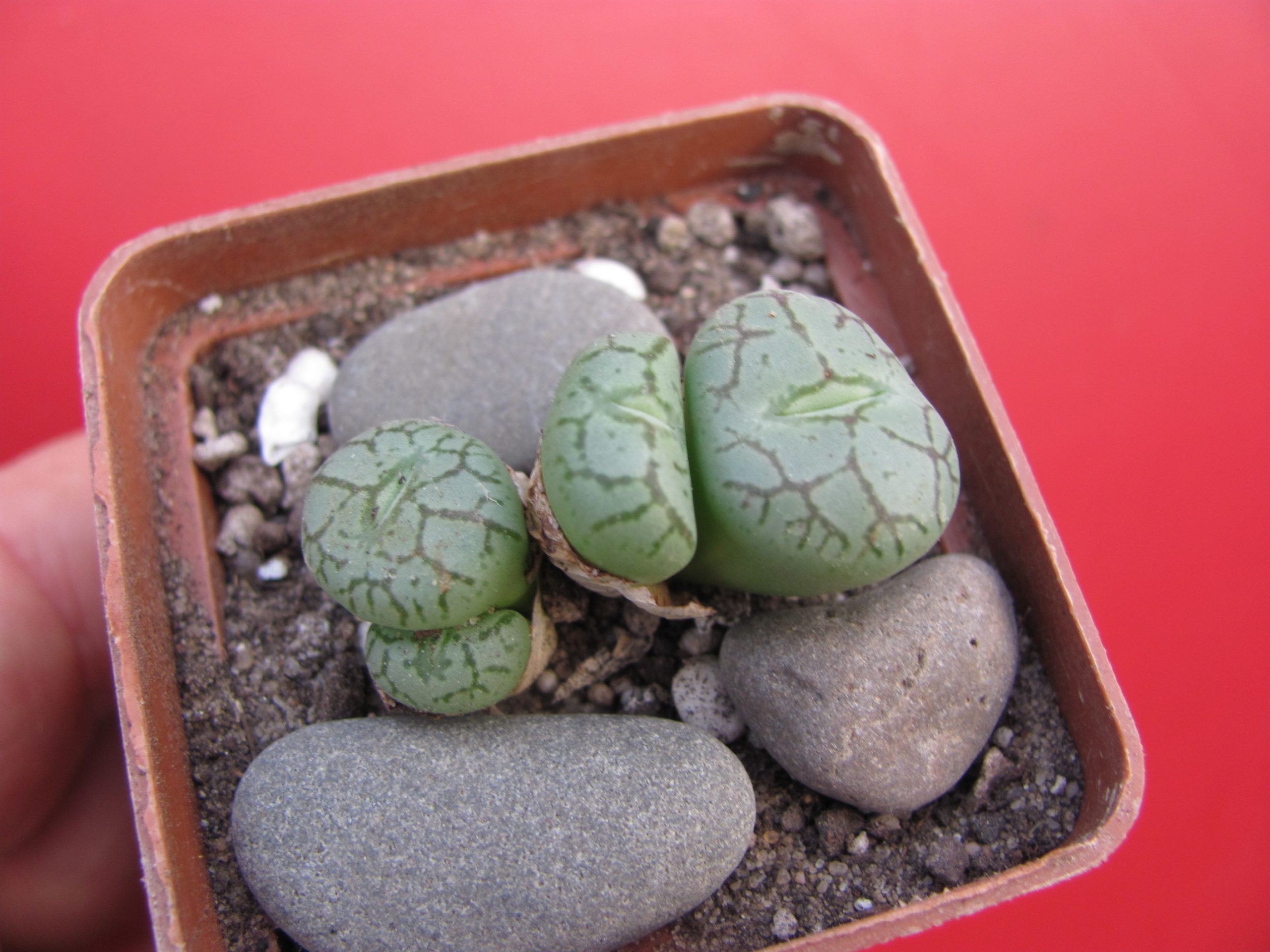 Conophytum minimum