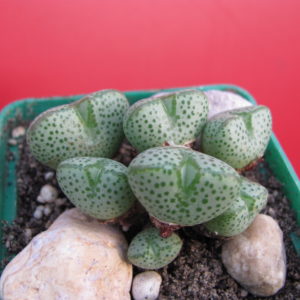 Conophytum   taylorianum