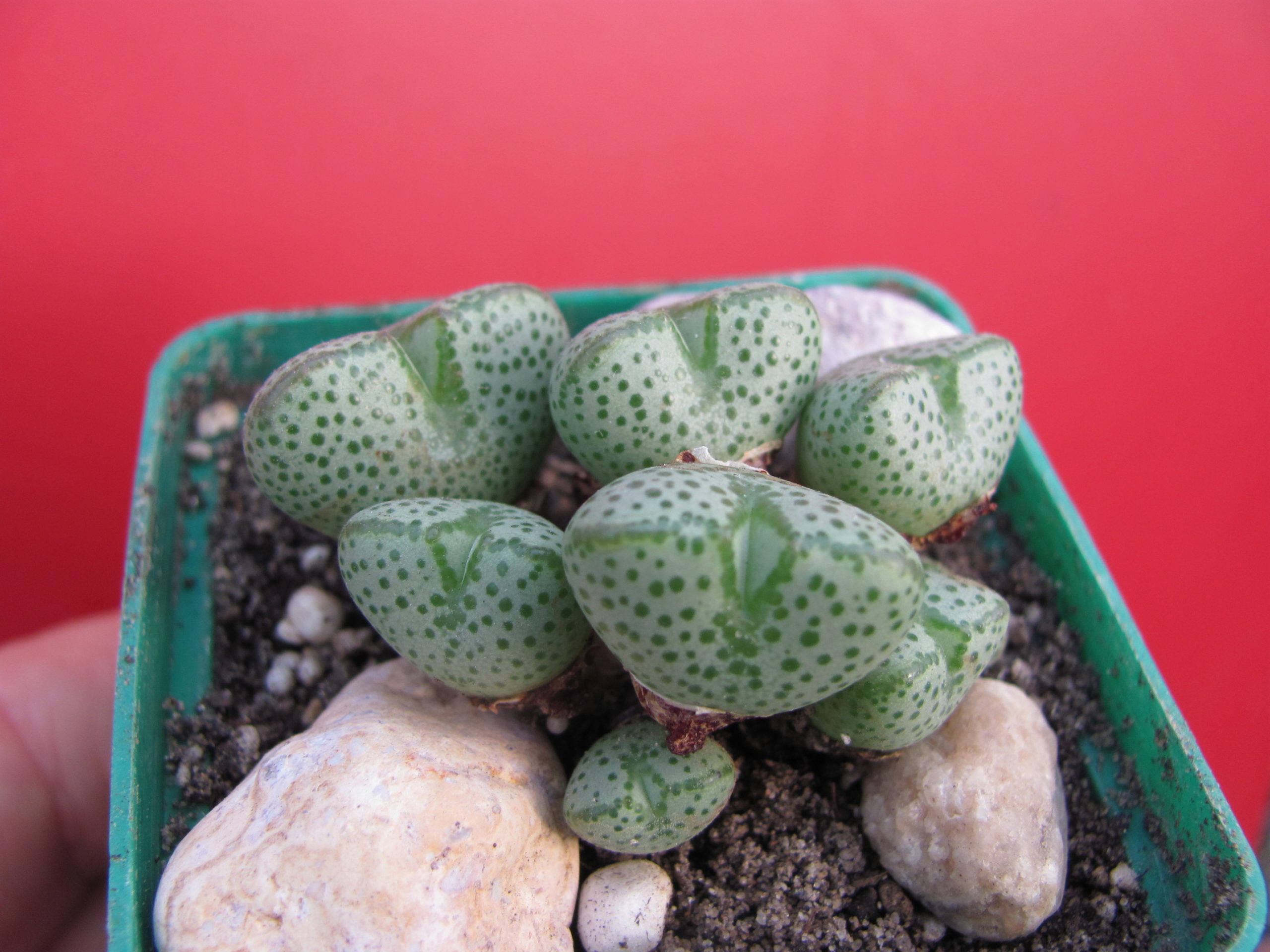 Conophytum   taylorianum