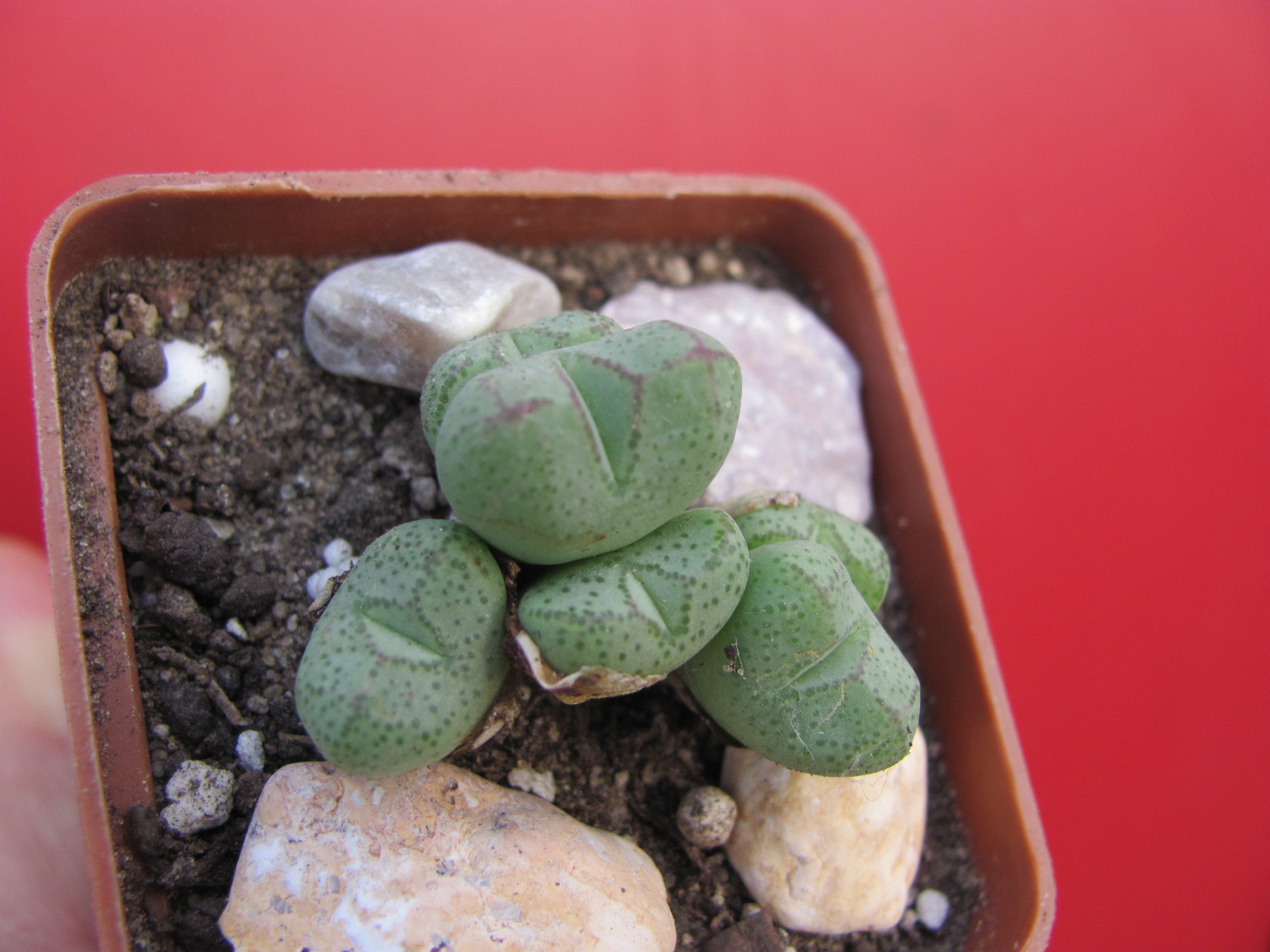 Conophytum   klinghardtense