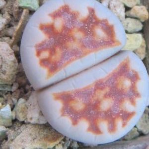 lithops karasmontana summitatum