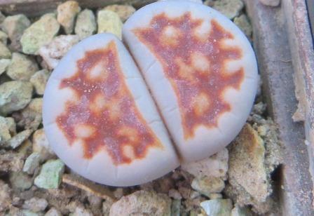lithops karasmontana summitatum