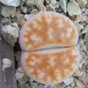 lithops karasmontana summitatum