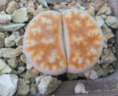 lithops karasmontana summitatum