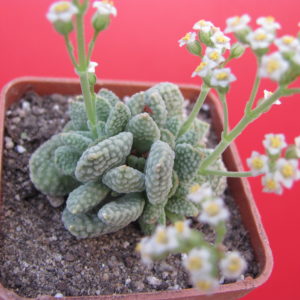 Crassula   ausensis    titanopsis