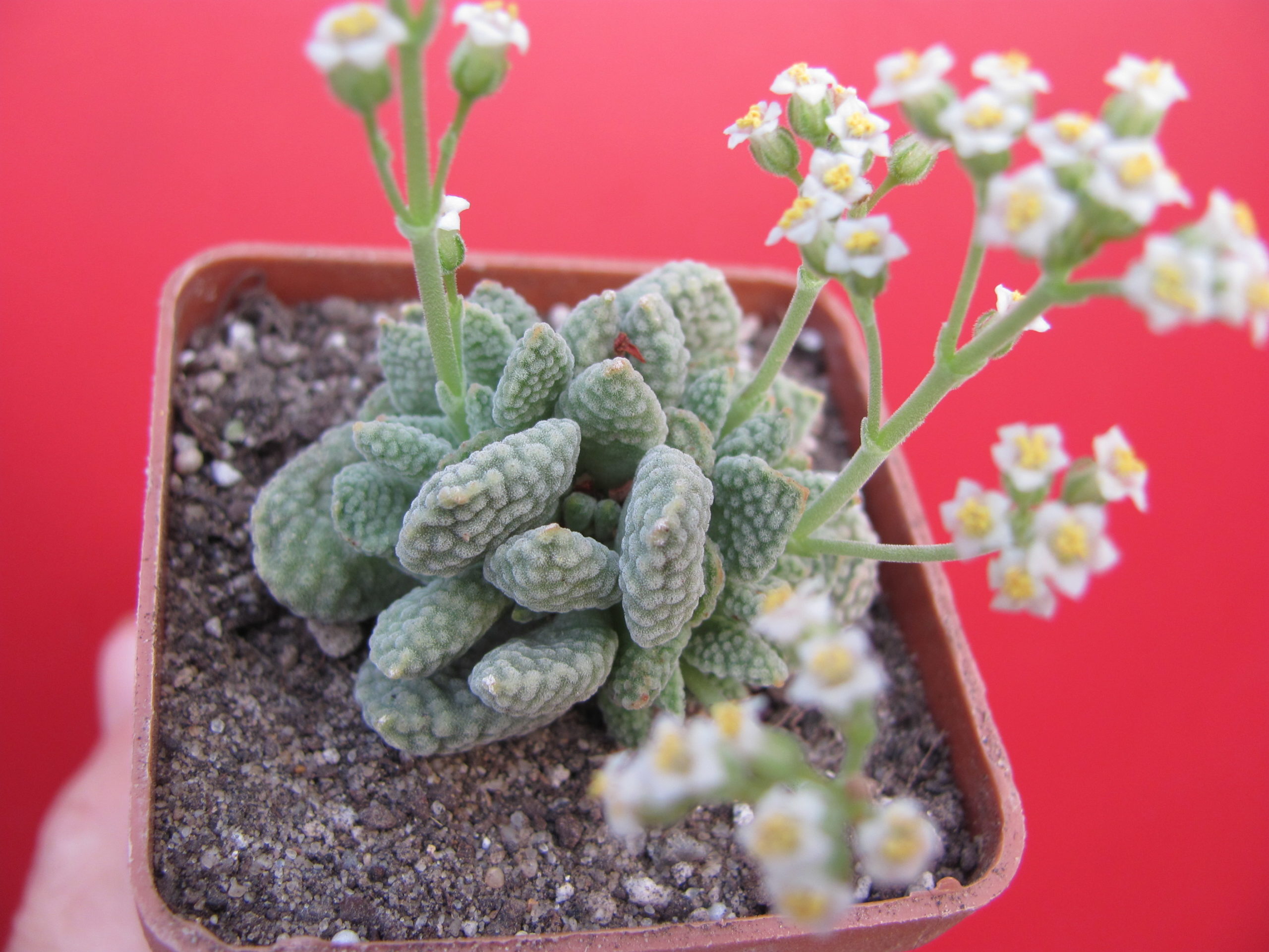Crassula   ausensis    titanopsis
