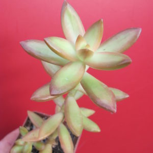 Sedum    nussbaumerianum