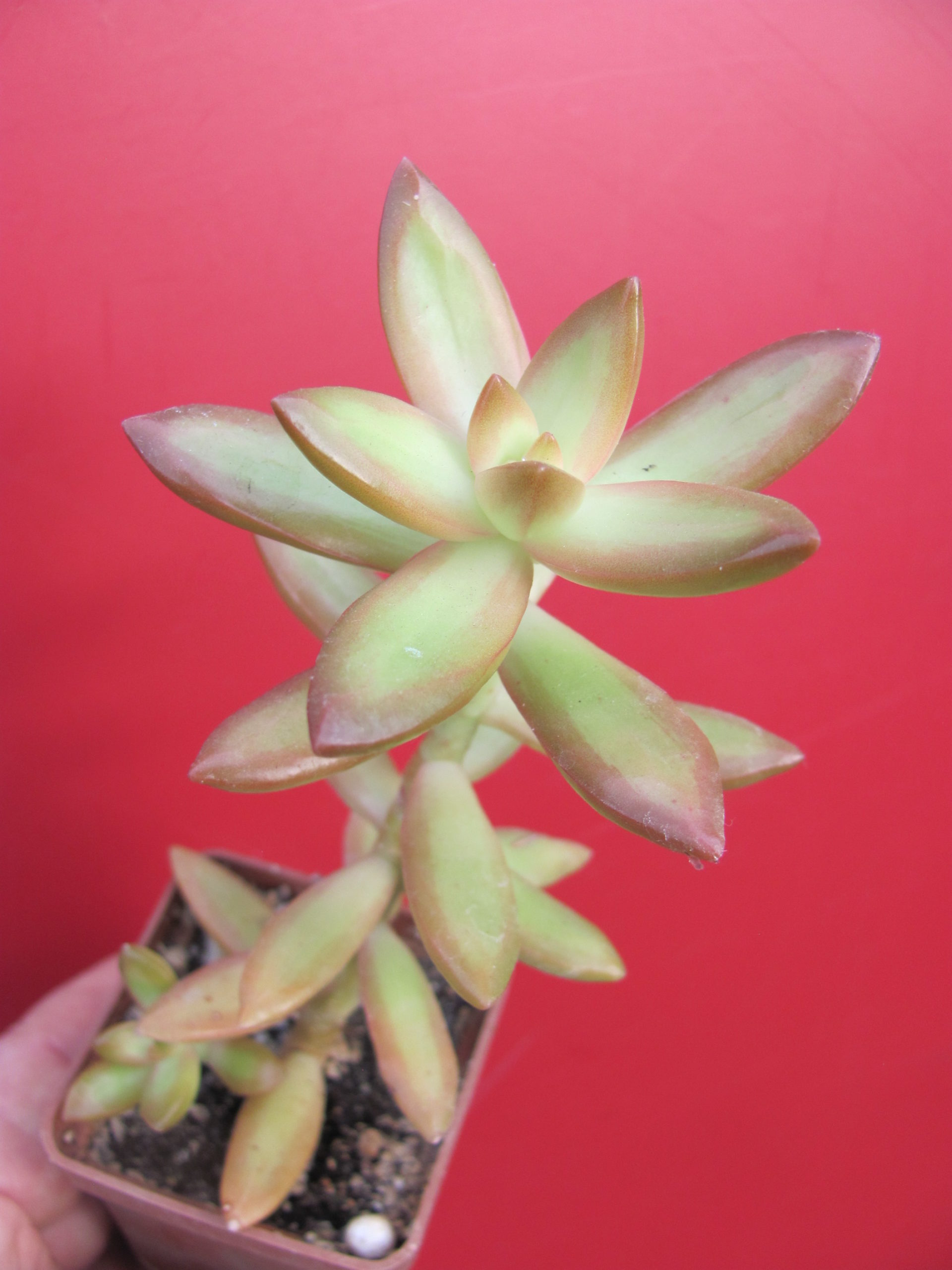 Sedum    nussbaumerianum