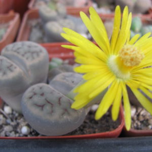 Lithops    shwantesii   triebneri