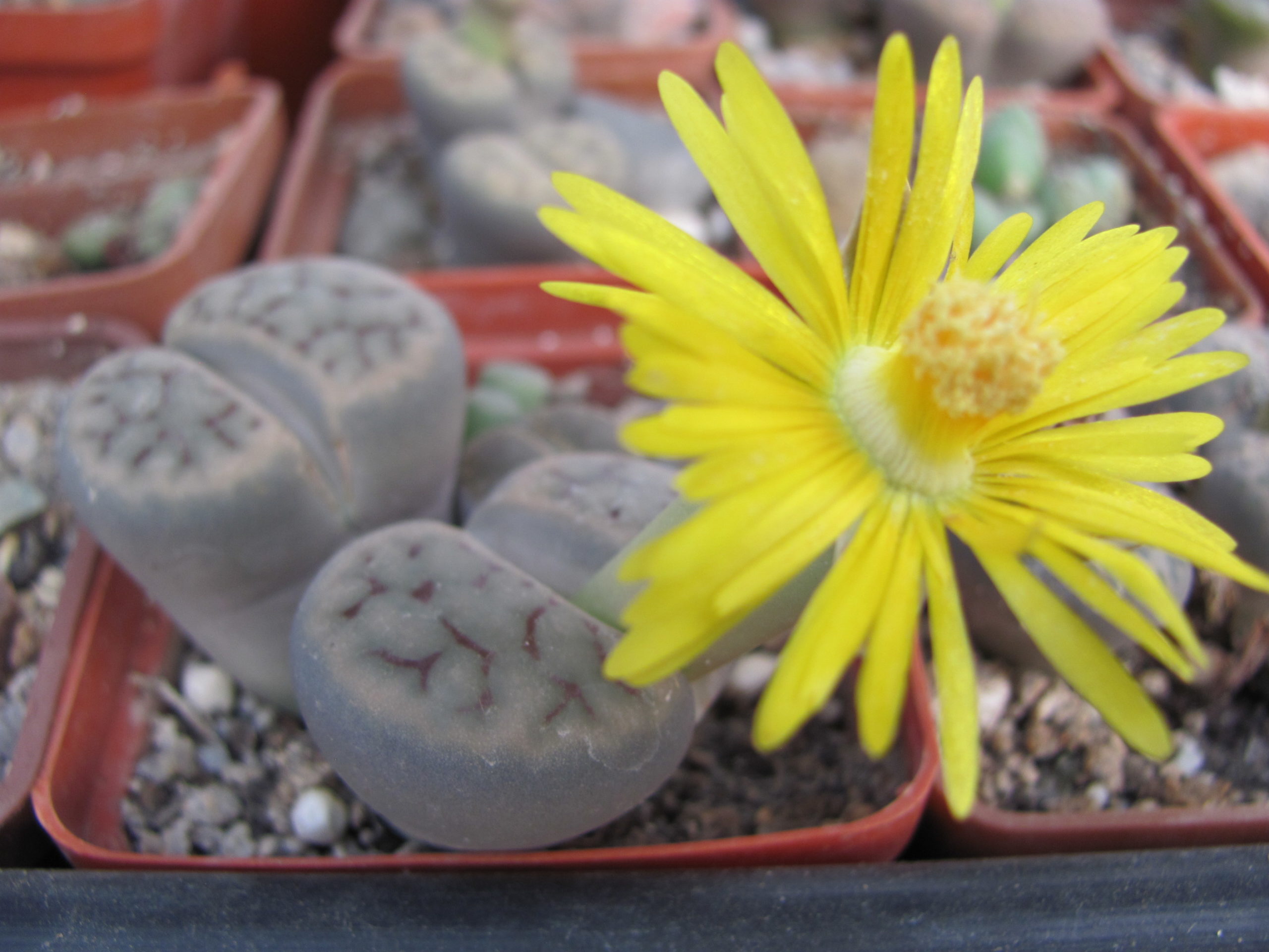 Lithops    shwantesii   triebneri