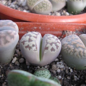 Lithops   dorothea