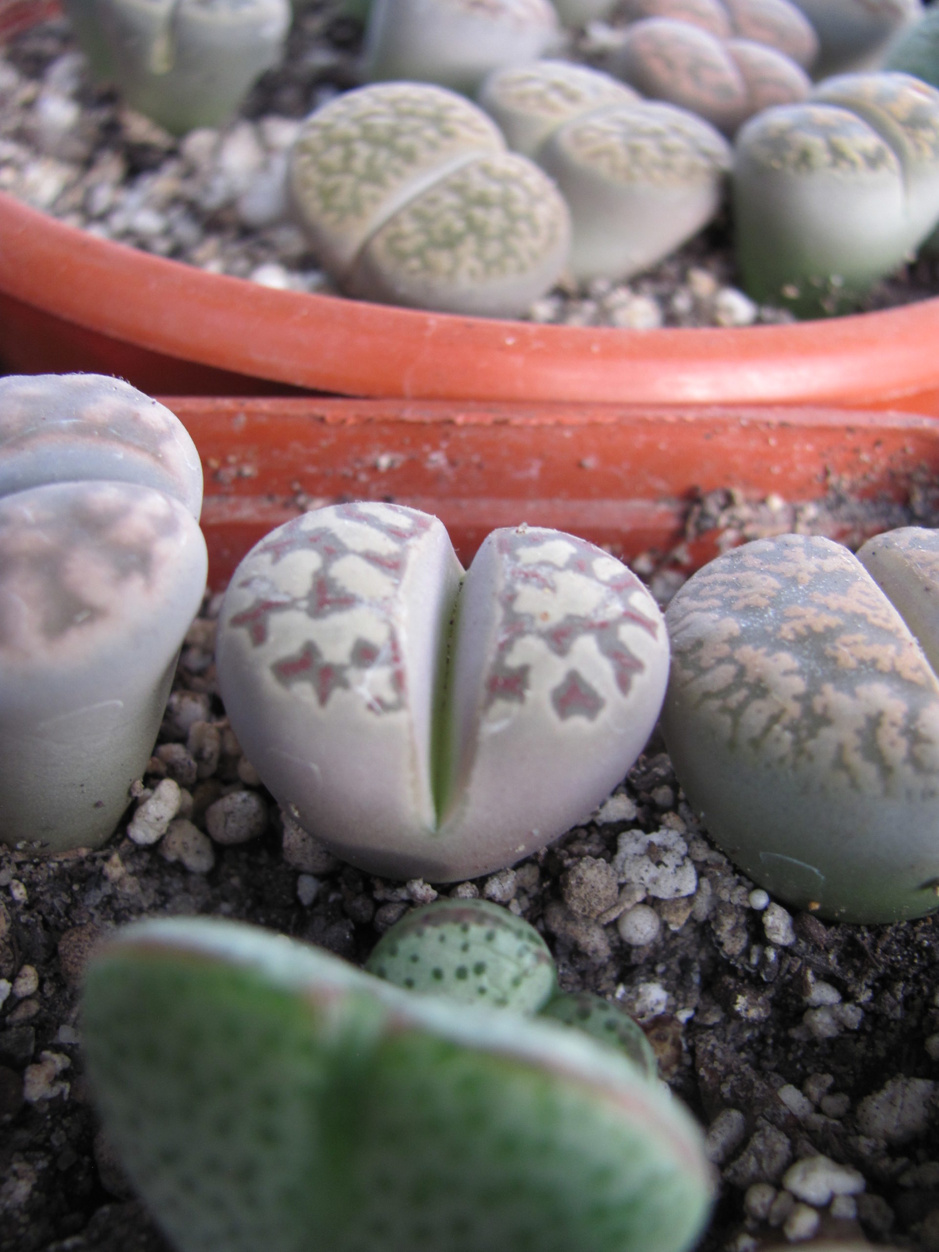 Lithops   dorothea