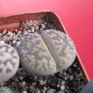 Lithops    lesliei   hornii