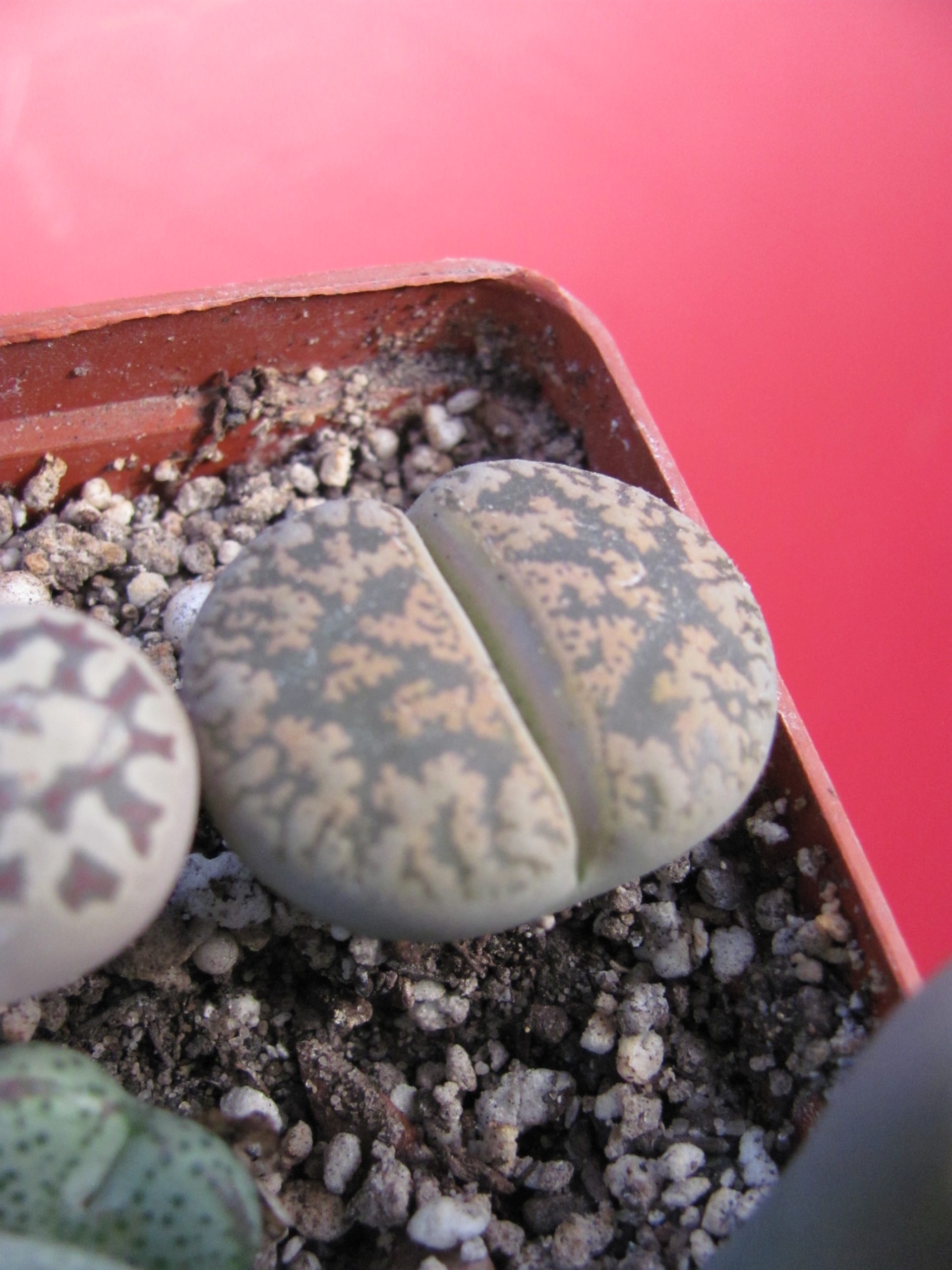 Lithops    lesliei   hornii
