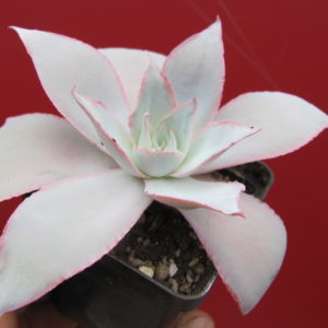 Echeveria    Cante