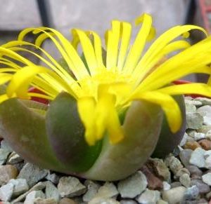 cheredopsis spec.ЮАР