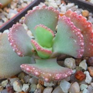 aloinopsis malherbei