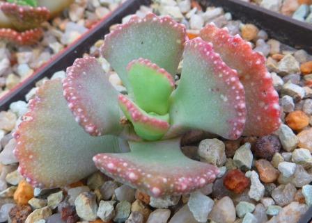 aloinopsis malherbei