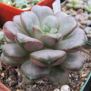 Echeveria    amethorum
