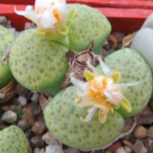 lithops fulviceps aurea