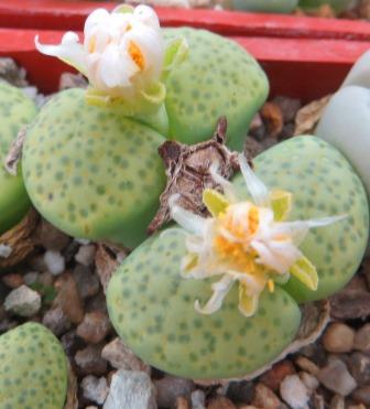 lithops fulviceps aurea