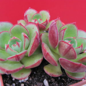Echeveria     Joan   Daniel       3 разом