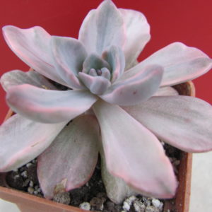 Echeveria     mrs.   Richards    variegata
