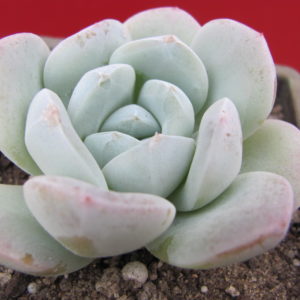 Echeveria    hybr.   #19     (hybrid   Lipskiy )