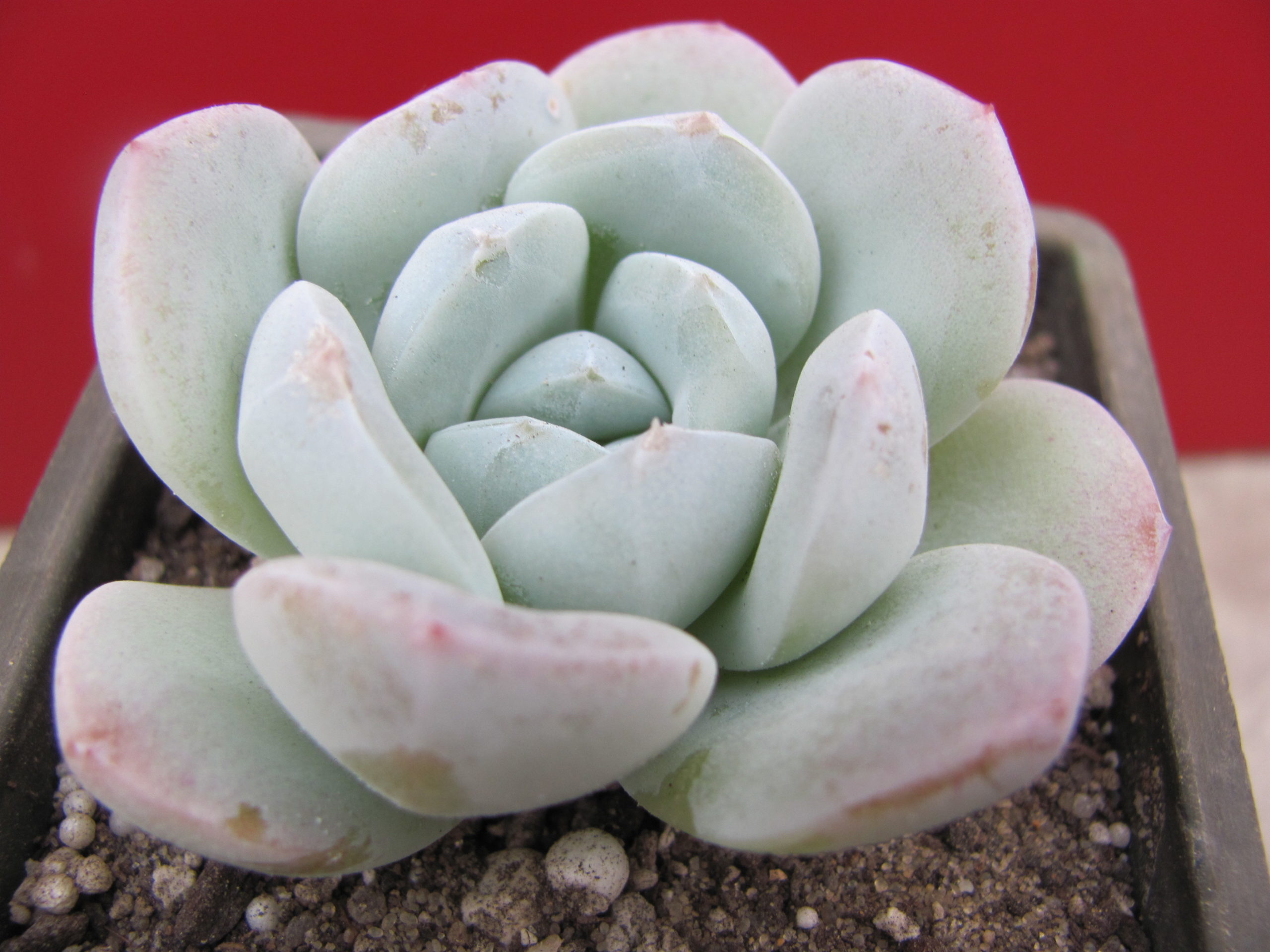 Echeveria hybr. #19 (hybrid Lipskiy )