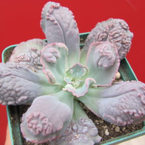 Echeveria     Linguas