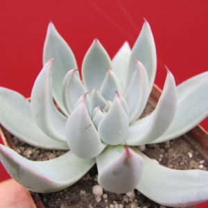 Echeveria   cuspidata   Menchaca