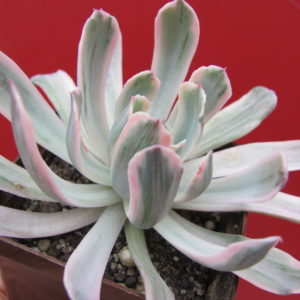 Echeveria    howeyi    variegata