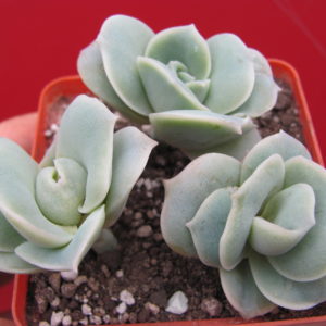 Echeveria    Lovely   Rose    3 разом