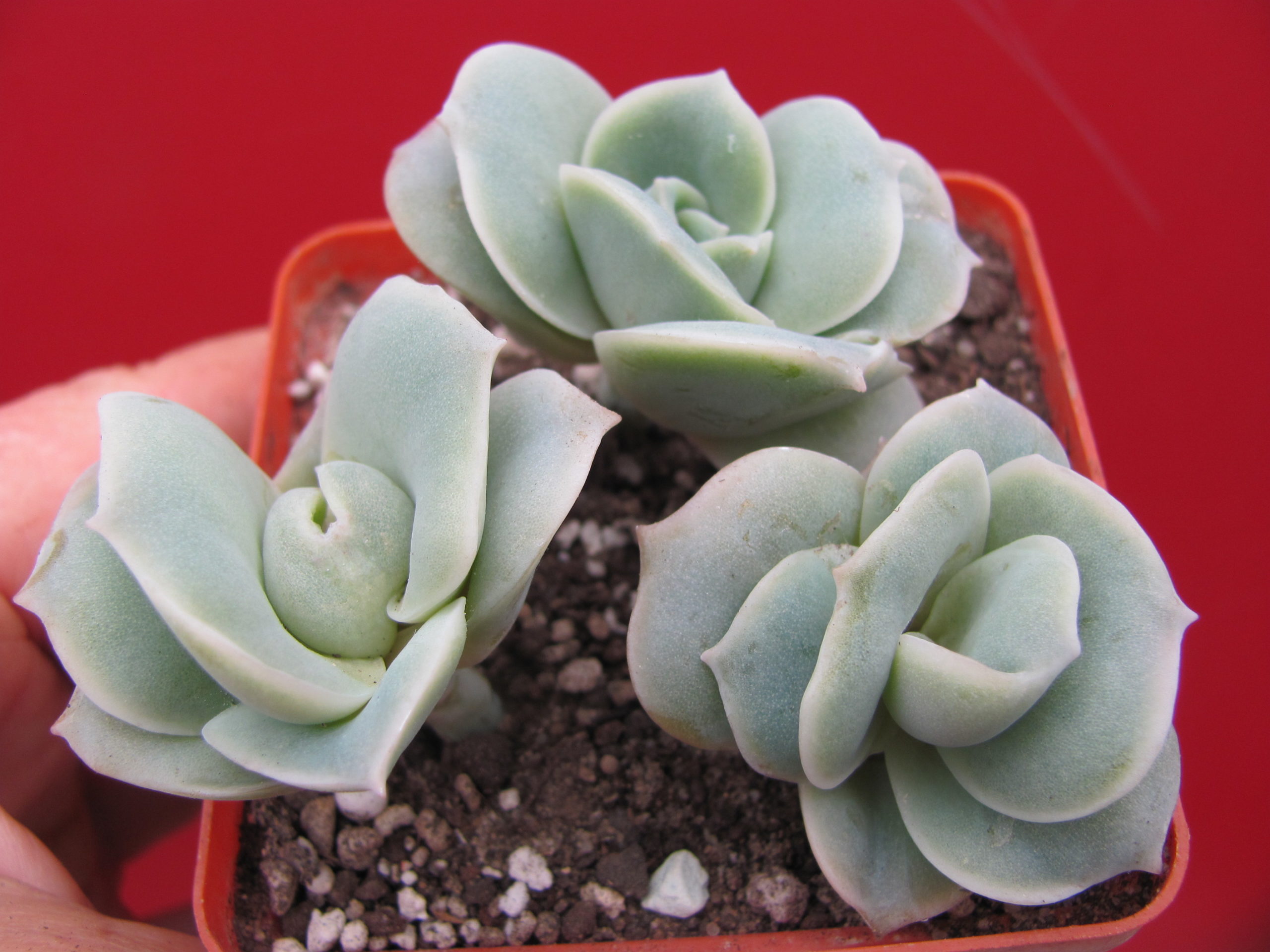 Echeveria Lovely Rose 3 разом