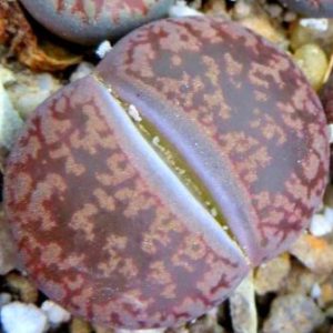 Lithops aucampiae v. eunicea