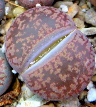 Lithops aucampiae v. eunicea