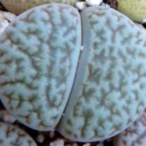 1616.34 MG  lithops hookeri dabneri c 301