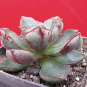 Echeveria     longissima