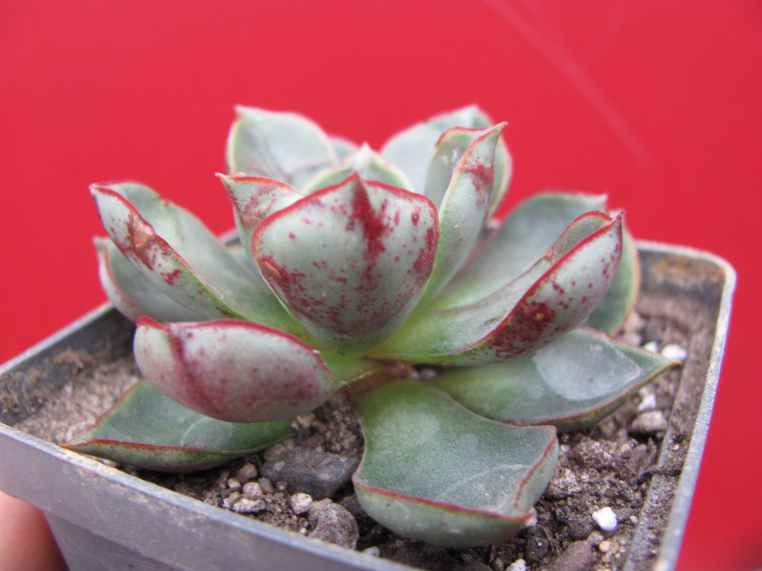 Echeveria longissima