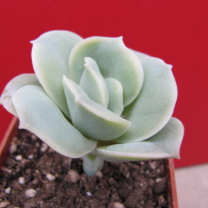 Echeveria    Lovely   Rose